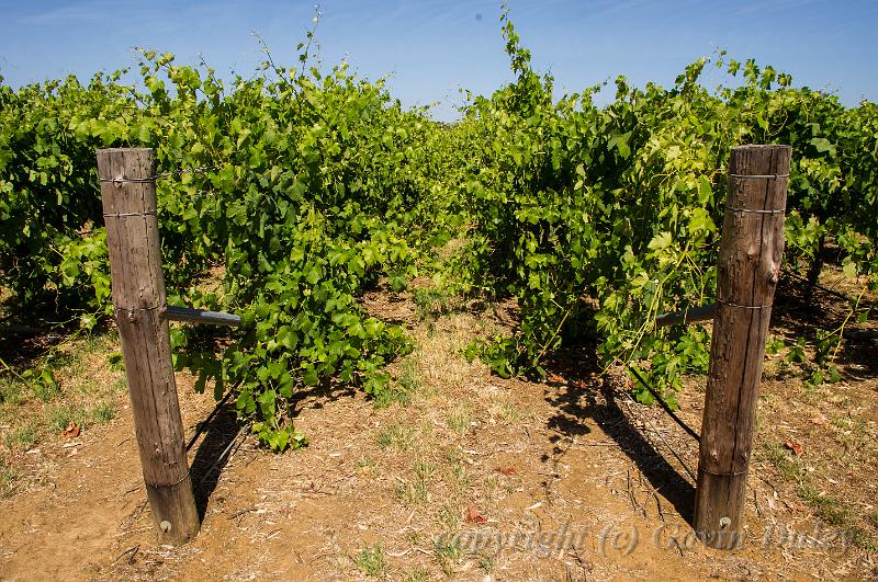 Yalumba vineyard,  Penola IMGP4615.jpg